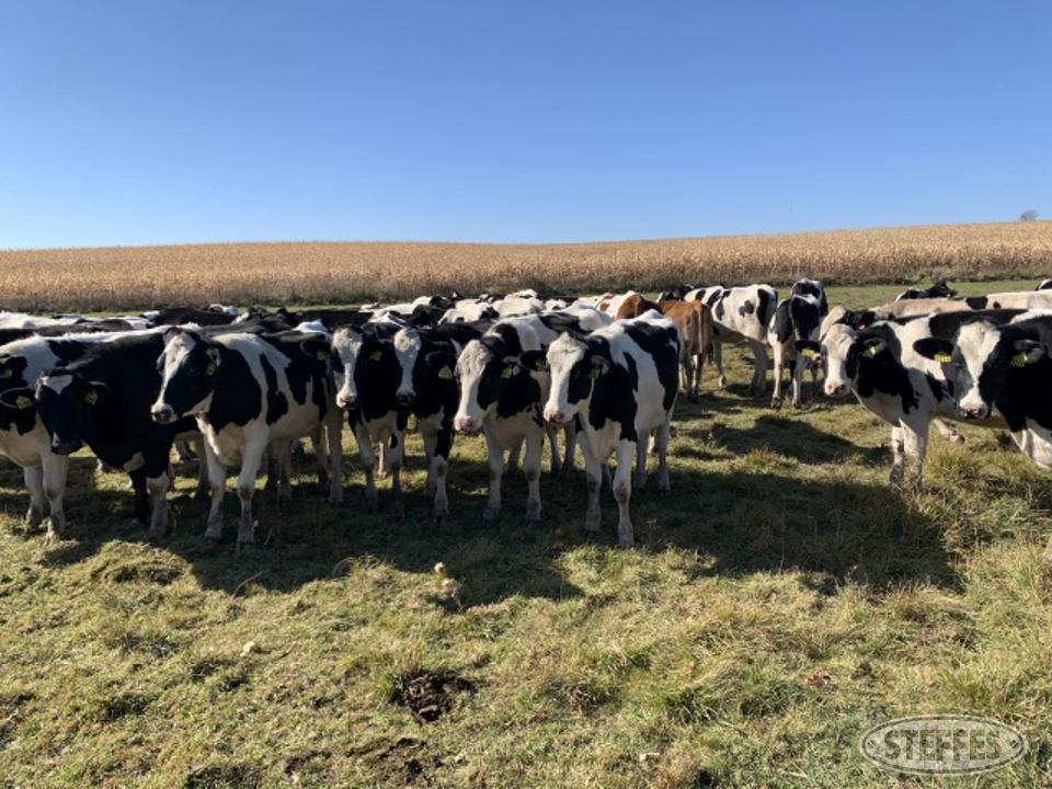 (40 Head) Holstein heifers